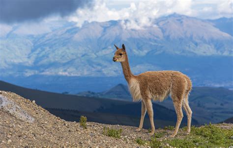 vicuna wool clothing